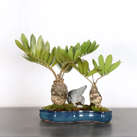 FORÊT ZAMIA 2-15