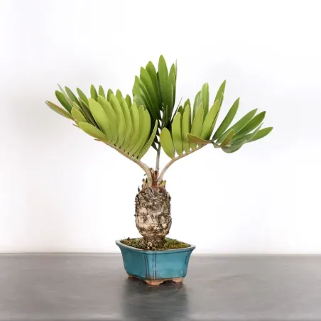 ZAMIA 3-6