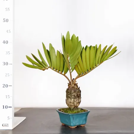image supplémentaire - ZAMIA 3-6