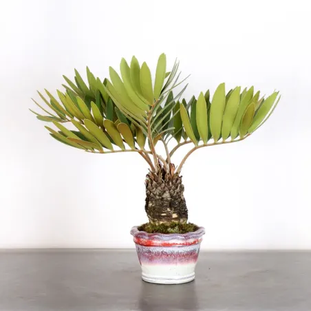 ZAMIA 3-7