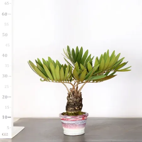 image supplémentaire - ZAMIA 3-7