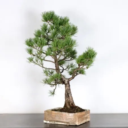 BONSAI PIN CEMBRO "PINUS CEMBRA" 1-1