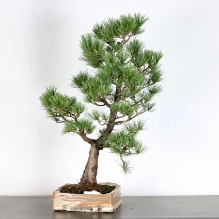 image supplémentaire - BONSAI PINUS CEMBRA 1-1