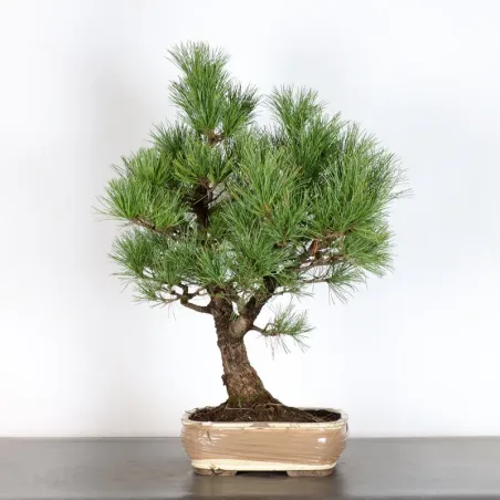 image supplémentaire - BONSAI PINUS CEMBRA 1-2...