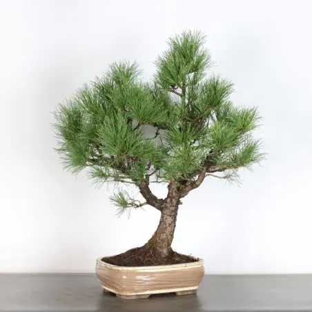 BONSAI PIN CEMBRO "PINUS CEMBRA" 1-2 (pot cassé)