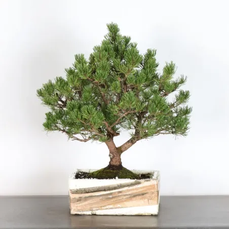 Mugo Bonsai Pine PM-2-1