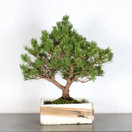 image supplémentaire - BONSAI PINUS MUGO 2-1