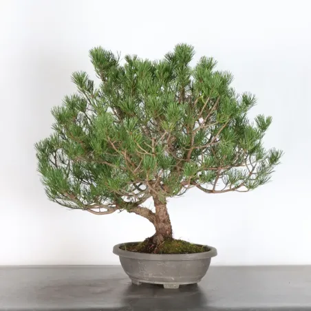 image supplémentaire - BONSAI PIN MUGO 2-2