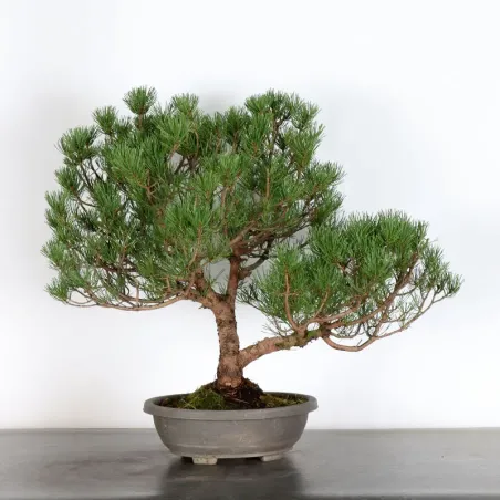Pin mugo bonsai PM-2-2