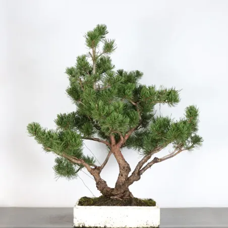 Pin mugo bonsai PM-2-3
