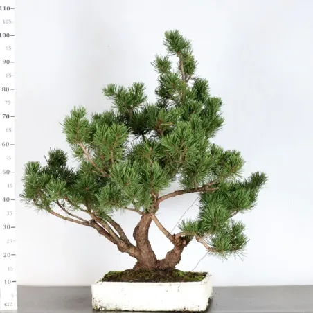 image supplémentaire - BONSAI PIN MUGO 2-3