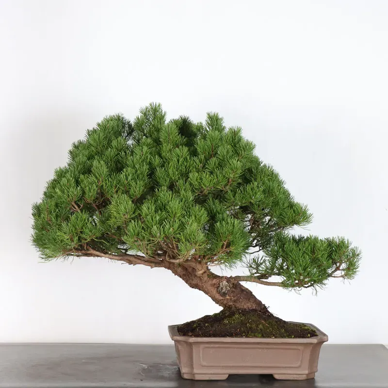 Mugo Bonsai Pine PM-2-4