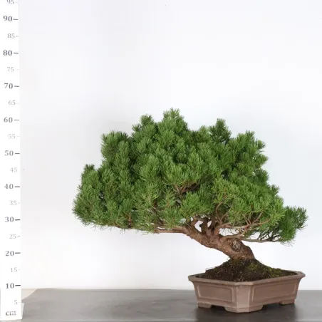 image supplémentaire - PREBONSAI PINUS MUGO 2-4