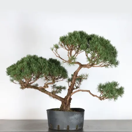 image supplémentaire - BONSAI PIN MUGO 2-5
