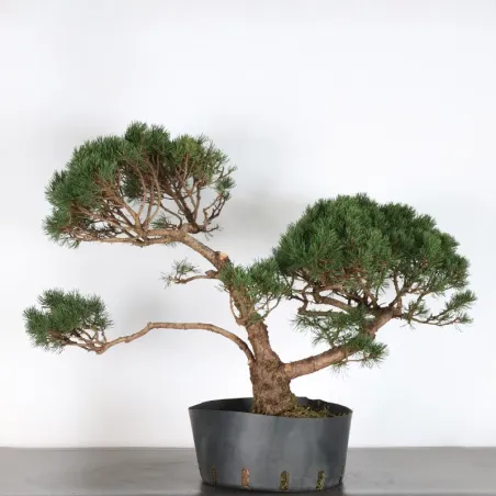 Pin mugo bonsai PM-2-5