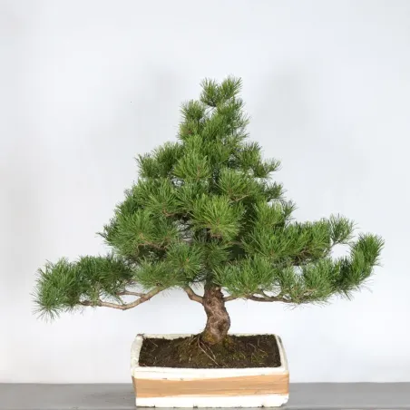 Pin mugo bonsai PM-2-6