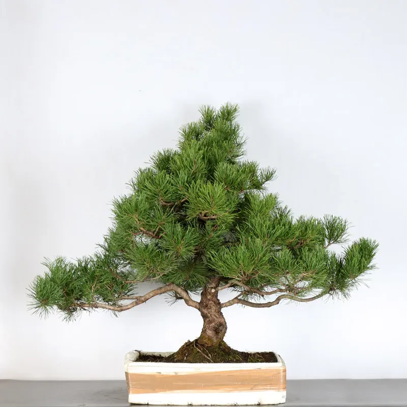 image supplémentaire - PREBONSAI PIN MUGO 2-6