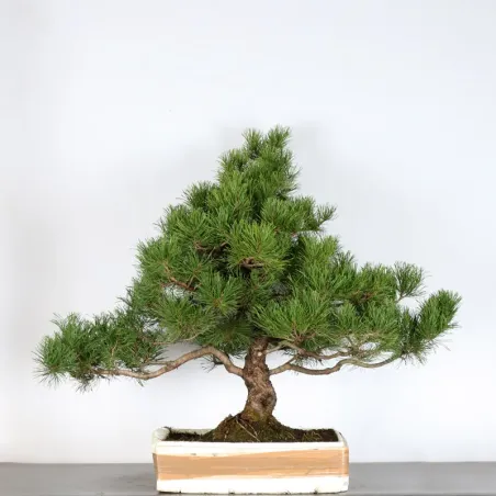 image supplémentaire - PREBONSAI PINUS MUGO 2-6