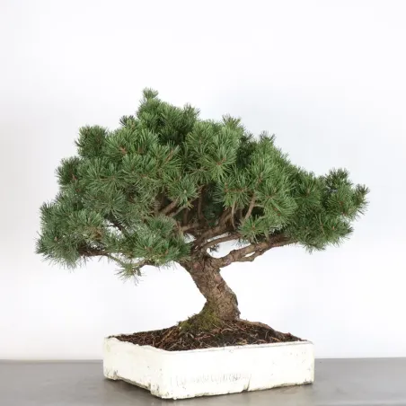 image supplémentaire - BONSAI PIN MUGO 2-7