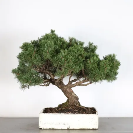 BONSAI PIN MUGO 2-7