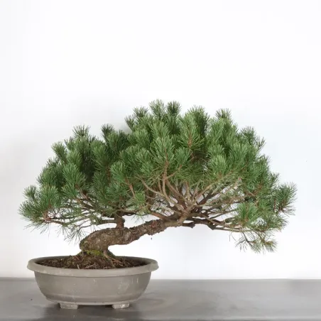 Pin mugo bonsai PM-2-8