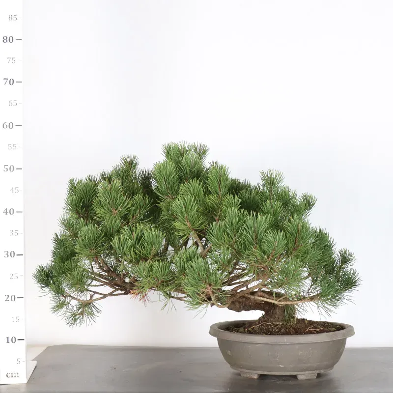 image supplémentaire - PREBONSAI PIN MUGO 2-8