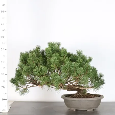 image supplémentaire - PREBONSAI PIN MUGO 2-8