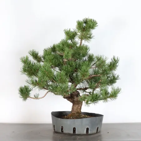 Pin mugo bonsai PM-2-9