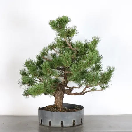 image supplémentaire - BONSAI PINUS MUGO 2-9