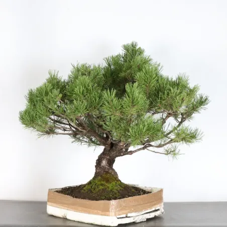 image supplémentaire - BONSAI PIN MUGO 2-10