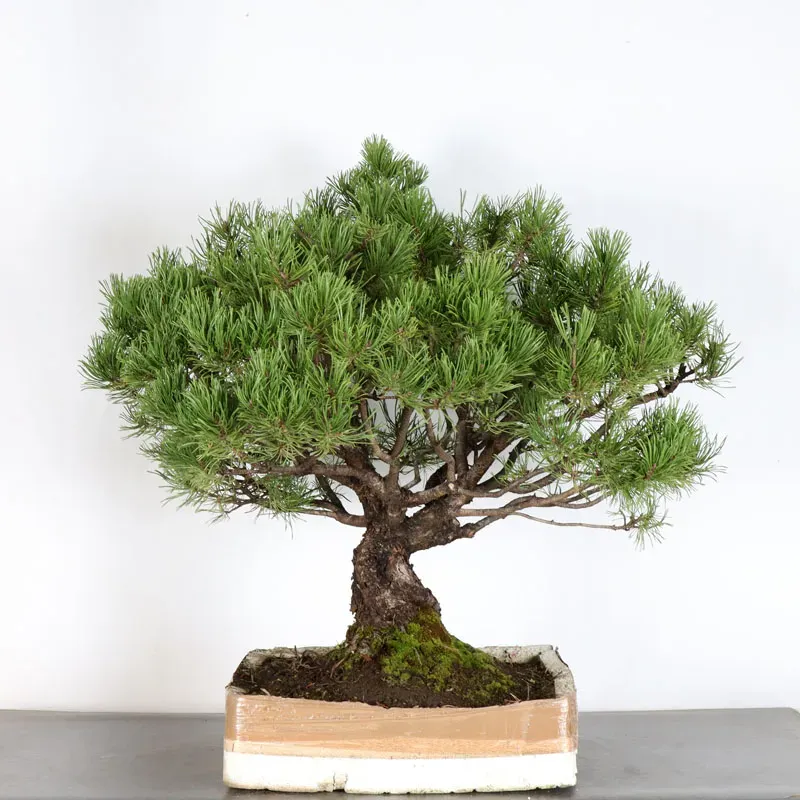 Pin mugo bonsai PM-2-10