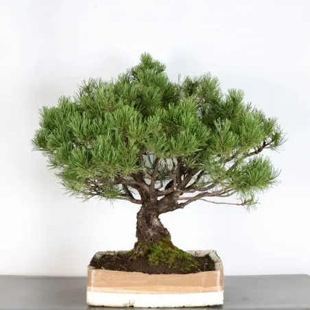 Pin mugo bonsai PM-2-10