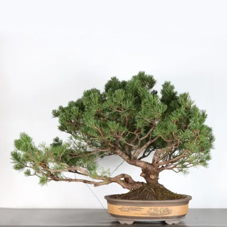 BONSAI PINUS MUGO 2-11