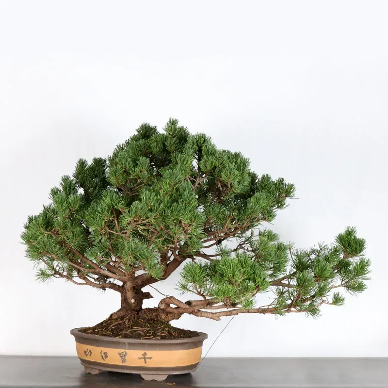 image supplémentaire - BONSAI PINUS MUGO 2-11