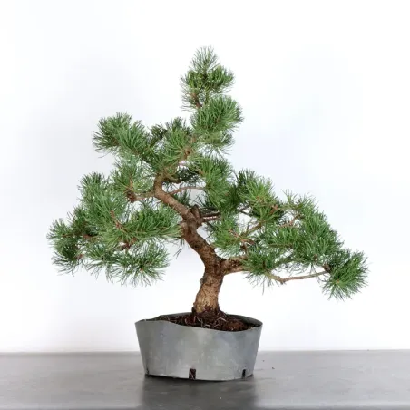 BONSAI PINUS MUGO 2-12