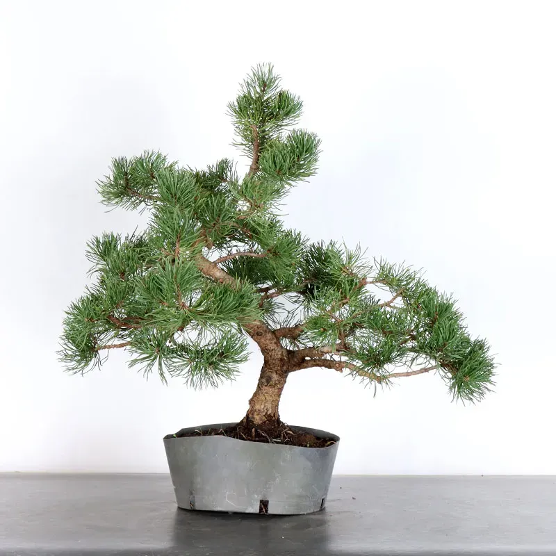 image supplémentaire - BONSAI PINUS MUGO 2-12