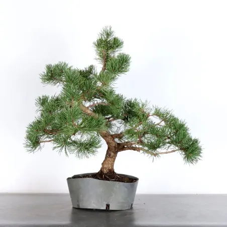 image supplémentaire - BONSAI PIN MUGO 2-12