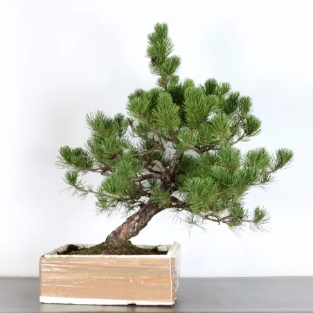 image supplémentaire - PREBONSAI PINUS MUGO 2-13