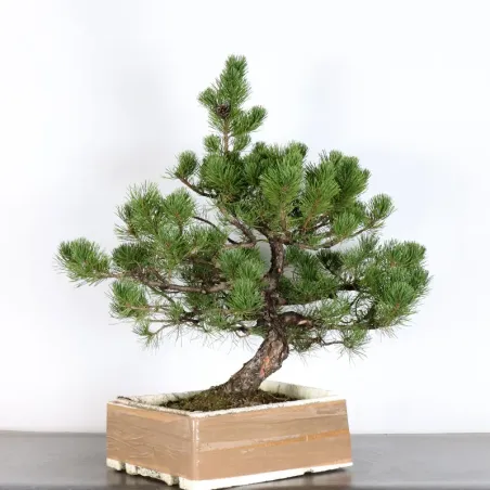 PREBONSAI PIN MUGO 2-13
