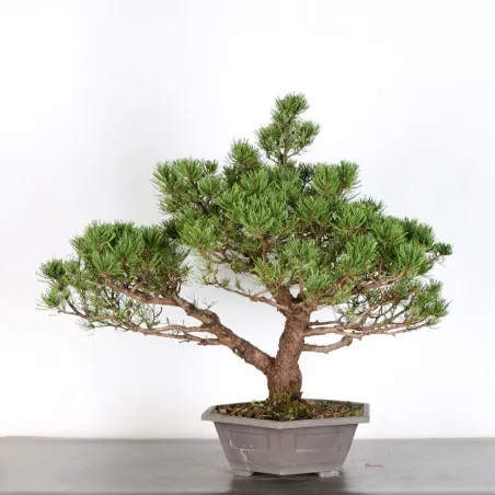image supplémentaire - BONSAI PINUS MUGO 2-14