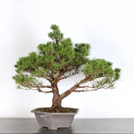 BONSAI PIN MUGO 2-14