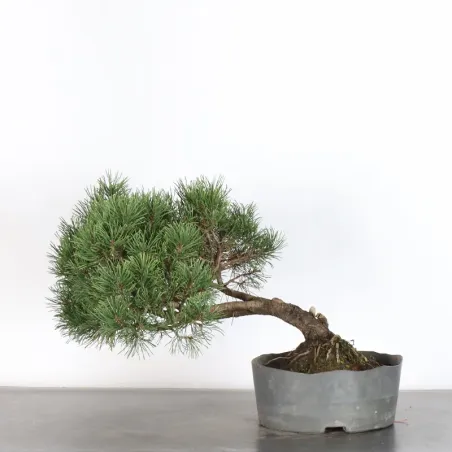 Pin mugo bonsai PM-2-15