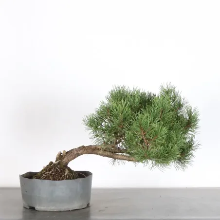 image supplémentaire - PREBONSAI PIN MUGO 2-15