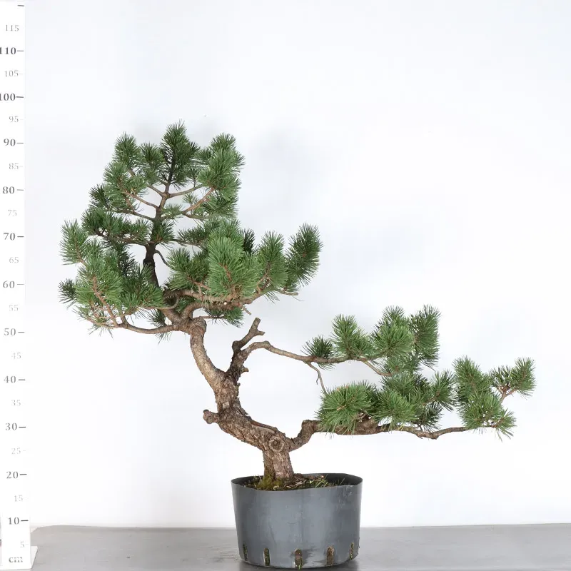 image supplémentaire - BONSAI PIN MUGO 2-16
