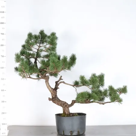 image supplémentaire - BONSAI PIN MUGO 2-16