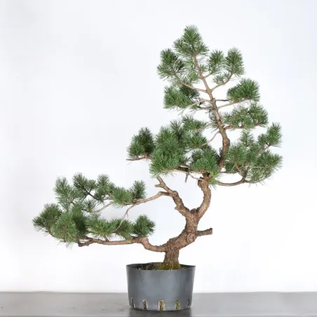 BONSAI PIN MUGO 2-16
