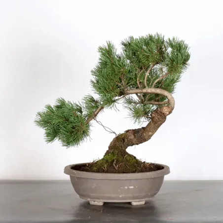 image supplémentaire - BONSAI PINUS MUGO 3-1