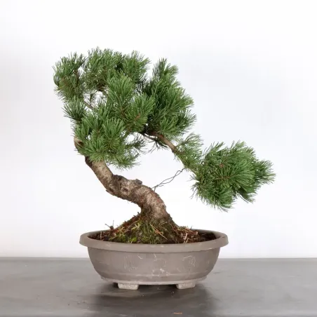 Pin mugo bonsai PM-3-1
