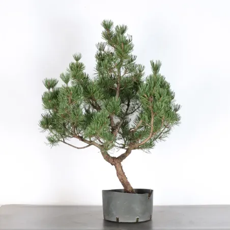 Mugo Bonsai Pine PM-3-2