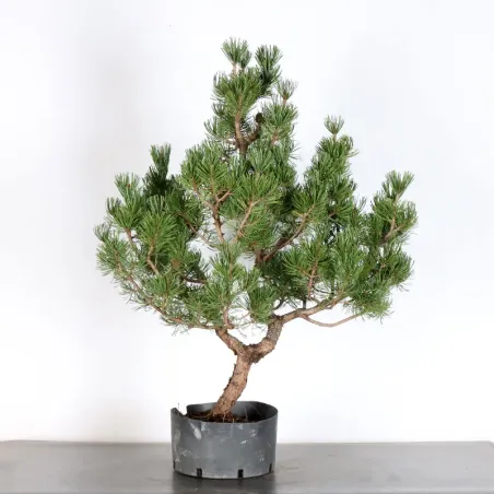 image supplémentaire - PREBONSAI PINUS MUGO 3-2
